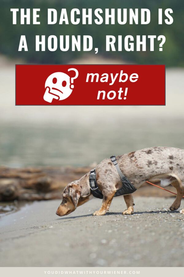 I was so sure that the Dachshund was a scent hound. After all, that is the breed group that the American Kennel Club has placed them in. How could they be wrong? As it turns out, not every country in the world thinks they're scent hounds. Who is right? Find out here.